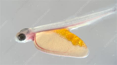 Salmon alevin with yolk sac, macro - Stock Video Clip - K011/6566 - Science Photo Library