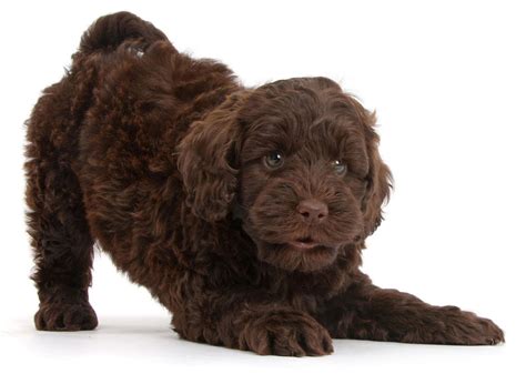 #1 | Goldendoodle Puppies For Sale In Florida