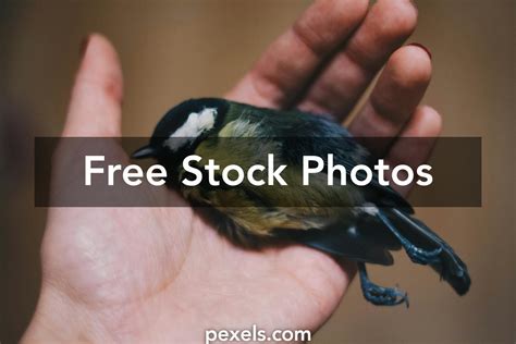 Dead Animal Photos, Download The BEST Free Dead Animal Stock Photos ...