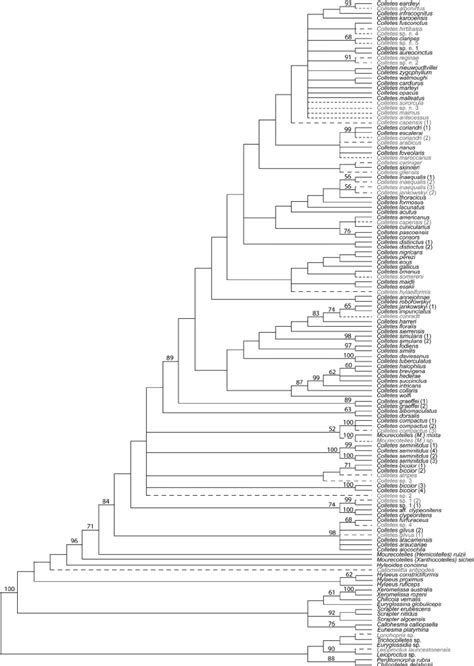 Phylogeny of the bee genus Colletes and selected outgroups from the... | Download Scientific Diagram