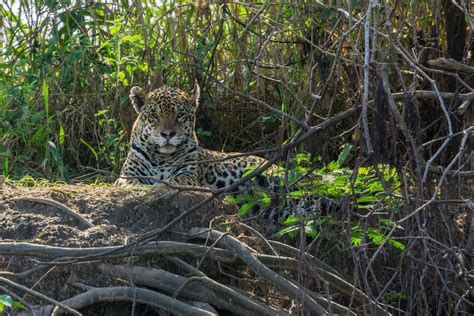 Brazil: The wild wildlife - Travel News - NZ Herald