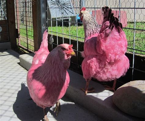 Pink chickens