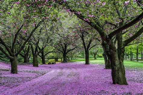 Brooklyn Botanic Garden, New York, USA - Traveldigg.com