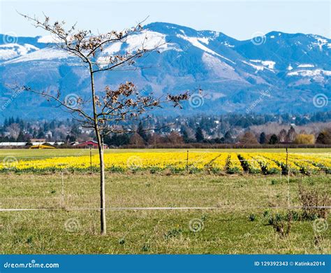 Farmlands with Daffodil Fields in Washington State, USA Stock Image ...