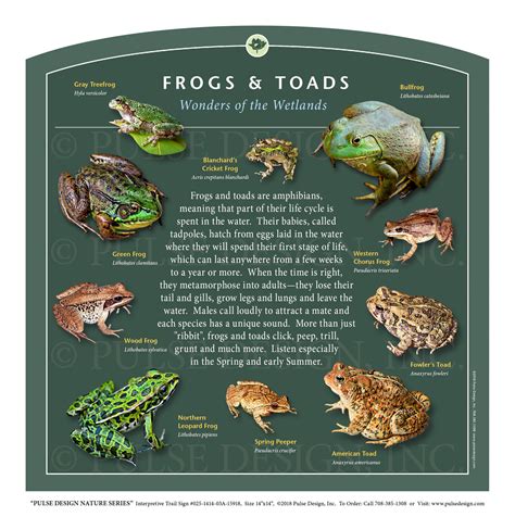 Outdoor Interpretive Sign: Frogs & Toads, Identification Guide ...