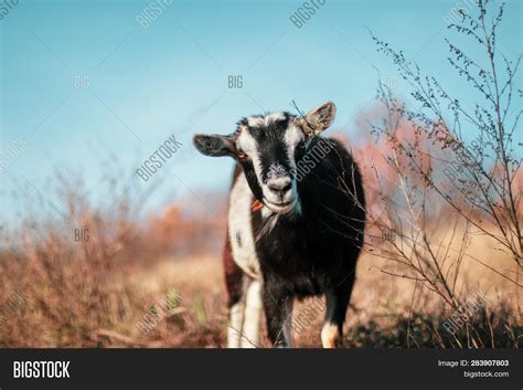 Goats Eating Grass. Image & Photo (Free Trial) | Bigstock