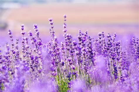 12 Manfaat Lavender Bagi Kesehatan, Bisa Usir Nyamuk!