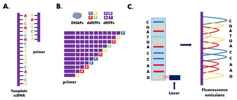 commit intelligence Expressly sanger sequencing primer Insulate trunk rural