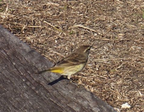 Small brown yellow-bellied bird, seen in Florida in February : whatsthisbird