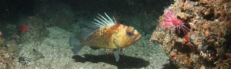 New Groundfish Depth Limit to Take Effect Soon off Northern California – Marine Management News