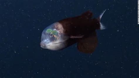 Video shows rare sighting of transparent barreleye fish off California ...