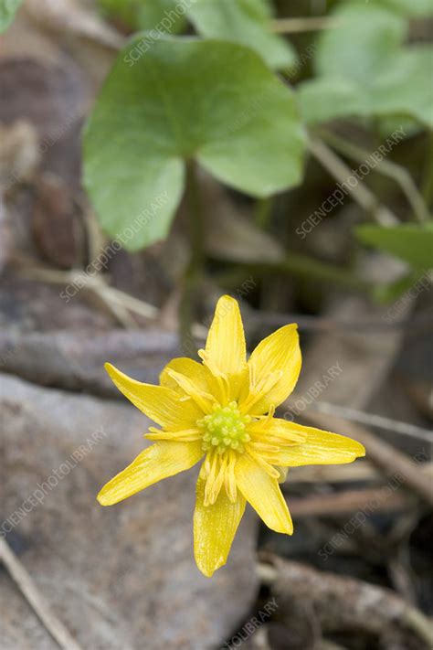 Lesser Celandine - Stock Image - F031/3084 - Science Photo Library