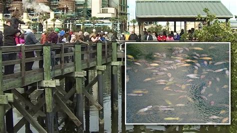 TECO's Manatee Viewing Center is a popular destination for sea cows and ...