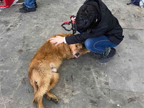 Dogs Rescued from China's Dog Meat Trade Fly to U.S. to Find Homes