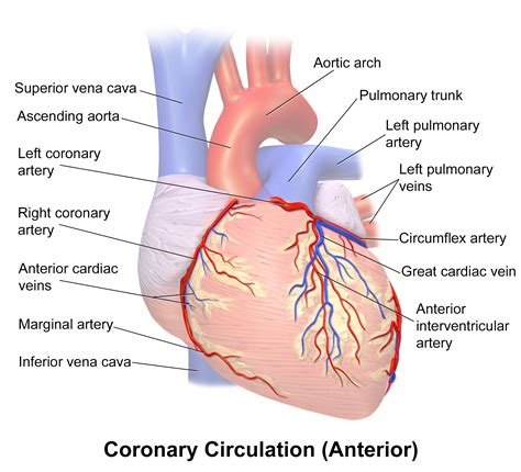 Ramus Coronary Artery Diagram