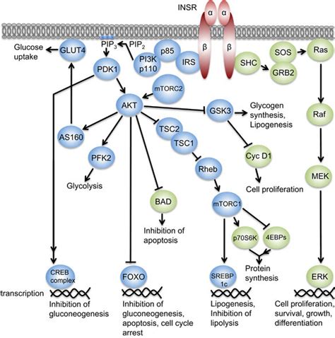 Insulin Signaling Pathway