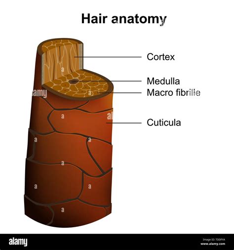 human hair anatomy medical vector illustration isolated on white background Stock Vector Image ...