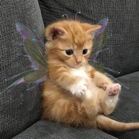 a small orange kitten sitting on top of a gray couch with its paws in ...