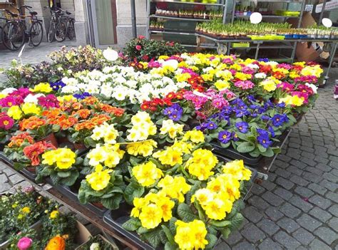 Flower Carpet and flowers of Belgium (Photos) - The October Sky