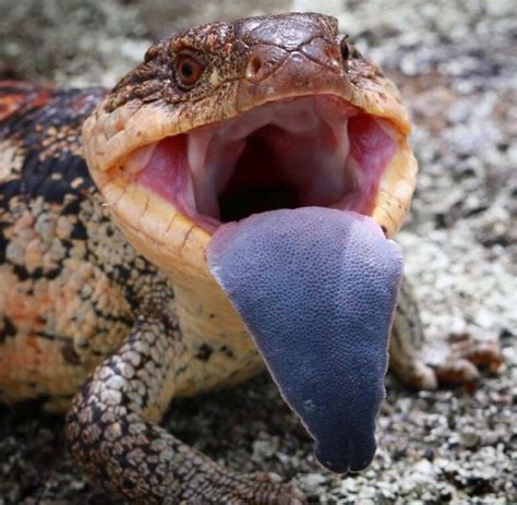 Blue-tongued lizards are on the move at this time of year, so here's a few things you should ...