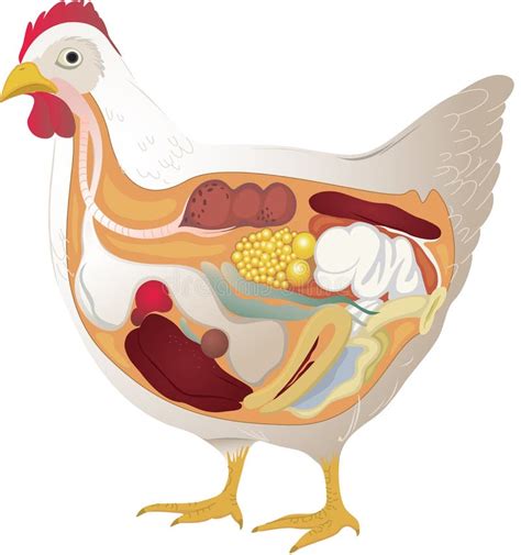 Chicken anatomy stock illustration. Image of organs, cross - 19282232