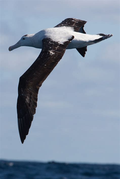 Albatross Identification Issues! | Chris Hill Wildlife Photography