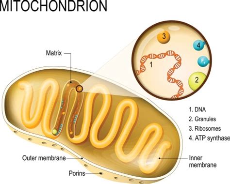 Mitochondrial DNA – A Blast From the Past – Family Locket