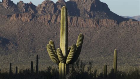 Saguaro National Park