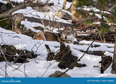 Wolf Laying in the Snow, Wolf Close Up Wildlife Photography Stock Photo - Image of close, lovely ...