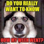 shocked dog Meme Generator - Imgflip