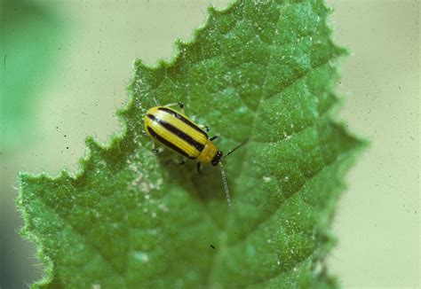 Vegetable: Cucumber Beetle, Striped | UMass Center for Agriculture, Food and the Environment