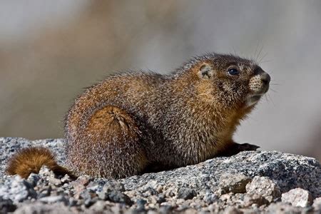 Yellow-bellied Marmot Facts - NatureMapping