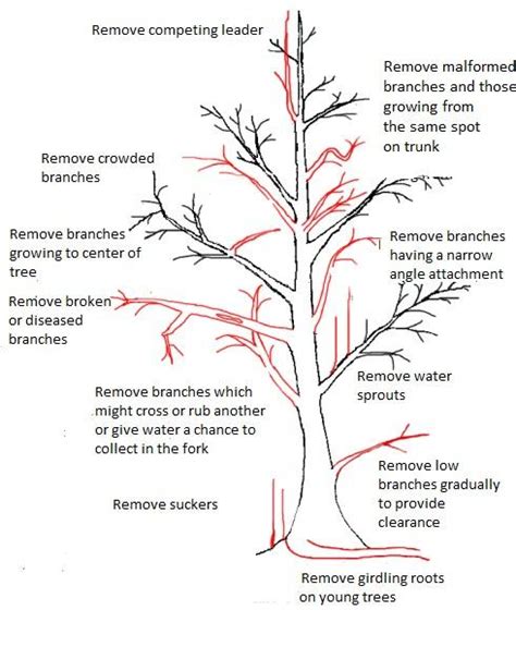 pruning maple trees for height - Rachal Witt