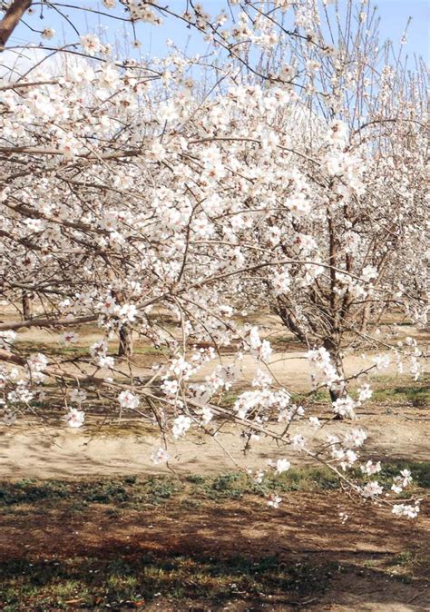 Where to Find the Best Blooming Almond Orchards in California - Roads and Destinations