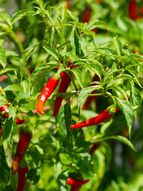 Care Of Cayenne Peppers: How To Grow Cayenne Pepper Plants