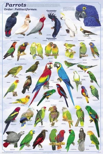 Laminated Parrots The Psittaciformes Poster, Buy OnlineScienceMall Fast Shipping | Parrot facts ...