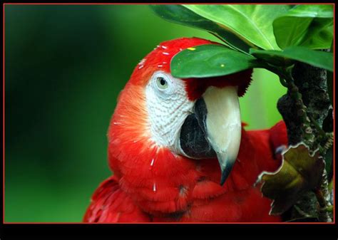 Parrot, Belize Scarlett Macaw | Belize resorts, Belize all inclusive, Caribbean travel