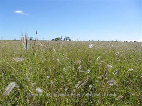 Diversity Native Seeds » Blog Archive » Dichanthium sericeum. silky ...