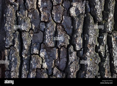 dry tree bark texture background. close up Stock Photo - Alamy