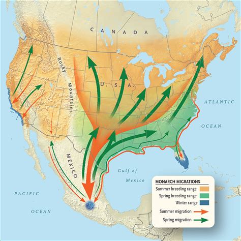 Monarch Butterfly: Endangered Species | Canadian Geographic