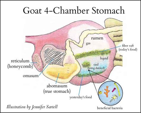 The Goat Digestive Tract