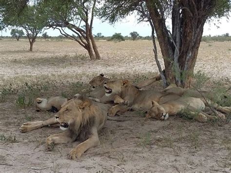 7 Days Wilderness Experience Safari in Botswana - BookAllSafaris.com