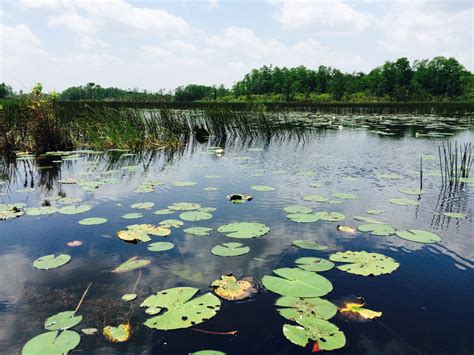 Free Images : tree, swamp, lake, reflection, body of water, lily pad, wetland, habitat, florida ...