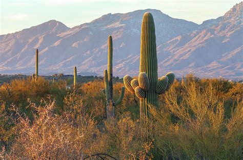 Sonoran Desert Sunset Photograph by Jonathan Nguyen - Fine Art America