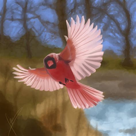 Cardinal in Flight by RobotPuppetmaster on DeviantArt