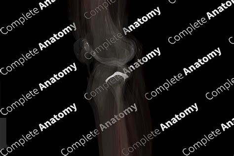 Superior Tibiofibular Joint (Left) | Complete Anatomy