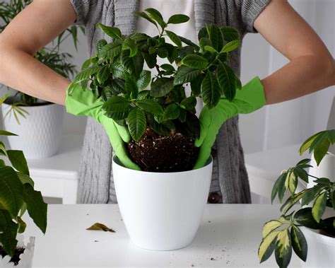 Gardenia care and growing guide: tips for these houseplants | Gardeningetc