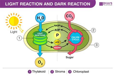 Unique 15 of Light And Dark Reactions | ucf-gvnj6