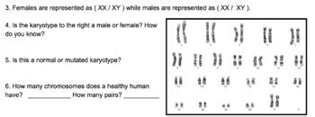 Karyotype Worksheet by Sandra Garza | TPT