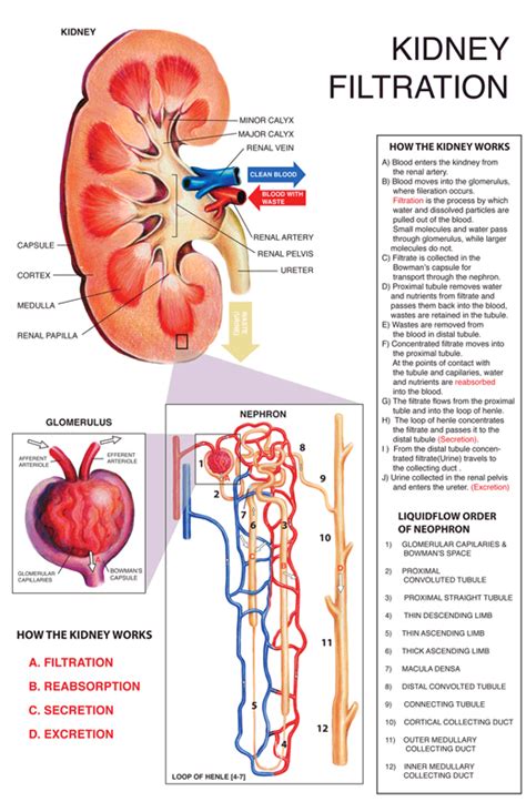 Kidney Filtration - Madeline M Lee